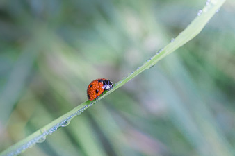 Dans la nature